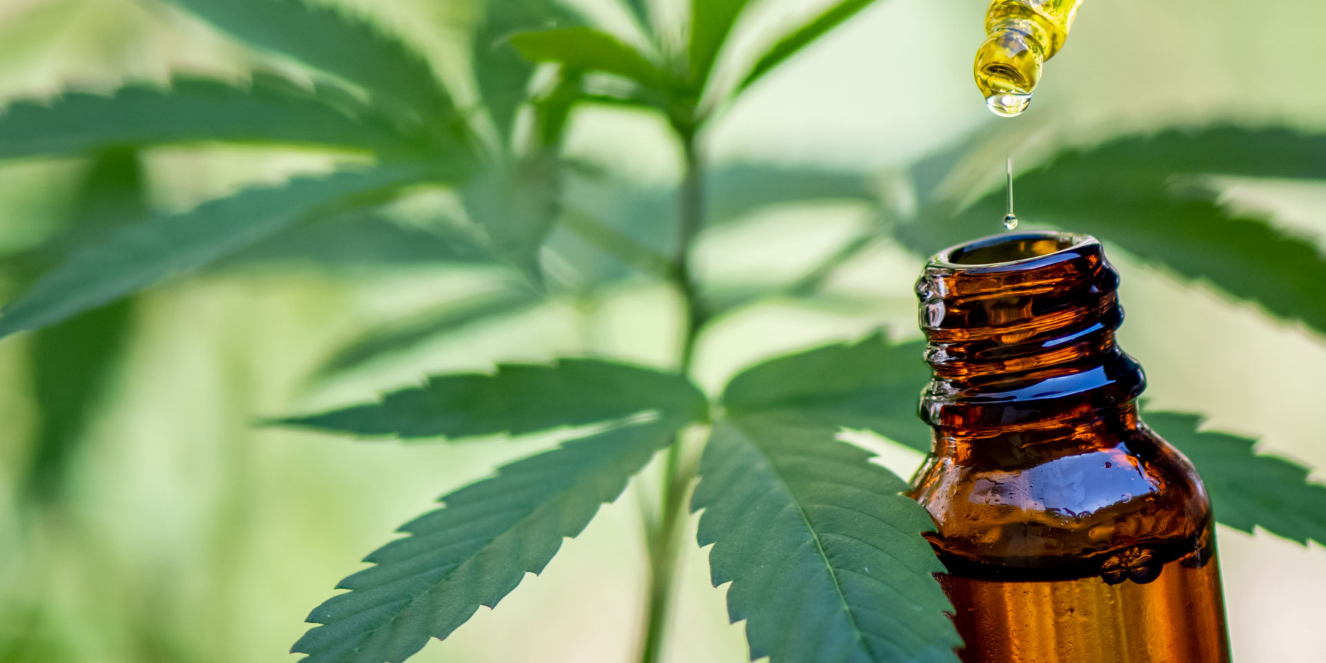E-liquide à la saveur de cannabis